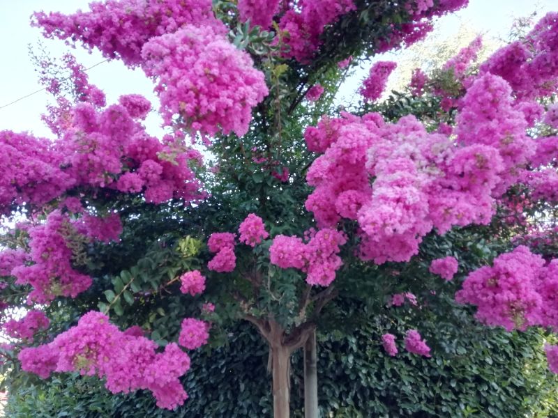 Increase Your Crape Myrtle Pruning Business with an AI Driven, Targeted Website
