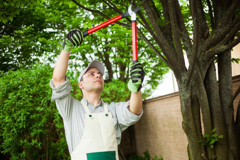 Contact About Crape Myrtle Pruning