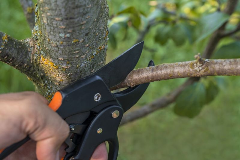 Crape Myrtle Pruning