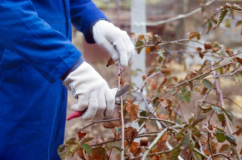 Crape Myrtle Pruning