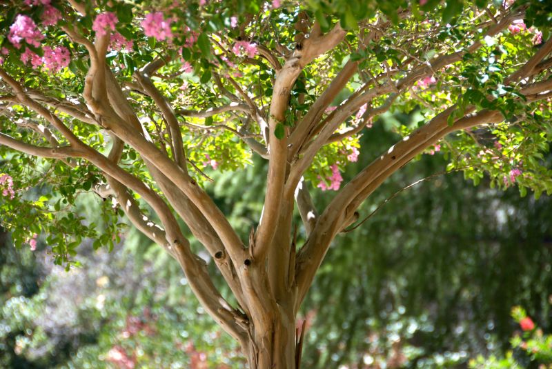 Crape Myrtle Pruning