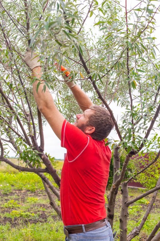 Pruning in Fall