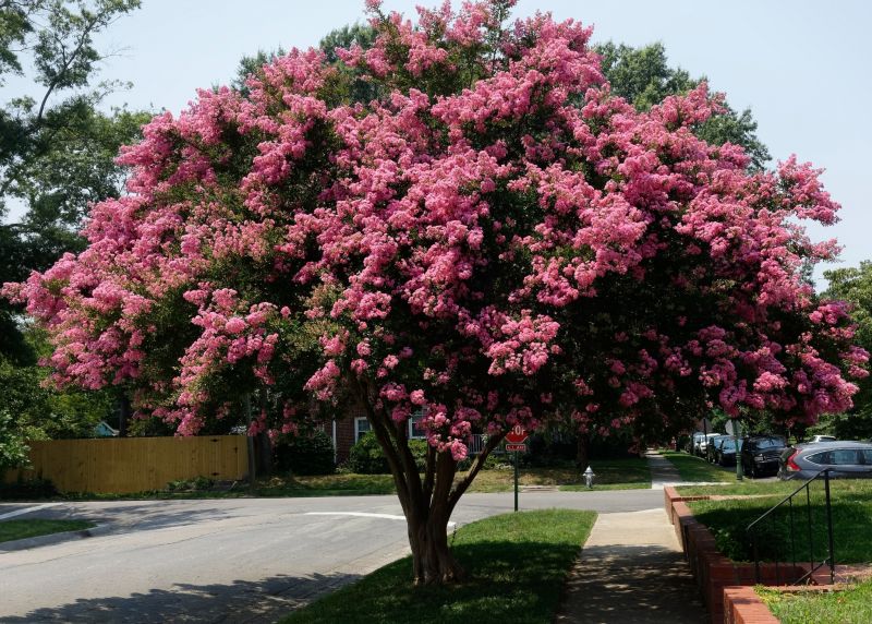Healthy Flowering Crape Myrtle