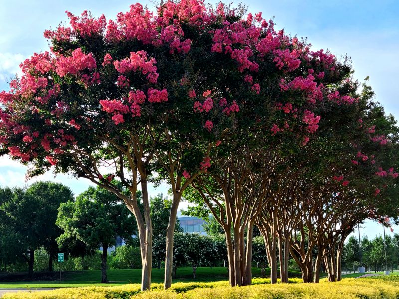 Products For Crape Myrtle Prunings in use