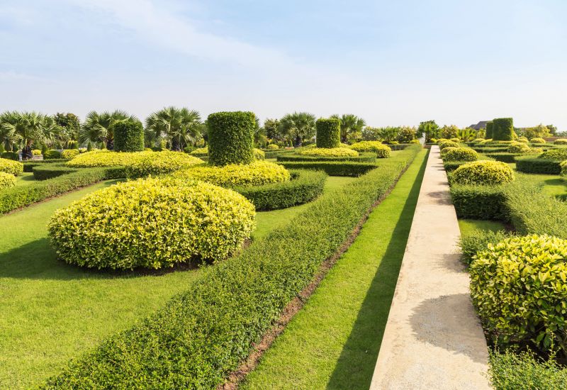 Trimmed Shrubs with Defined Shapes