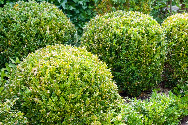 Shrubs in a Residential Garden