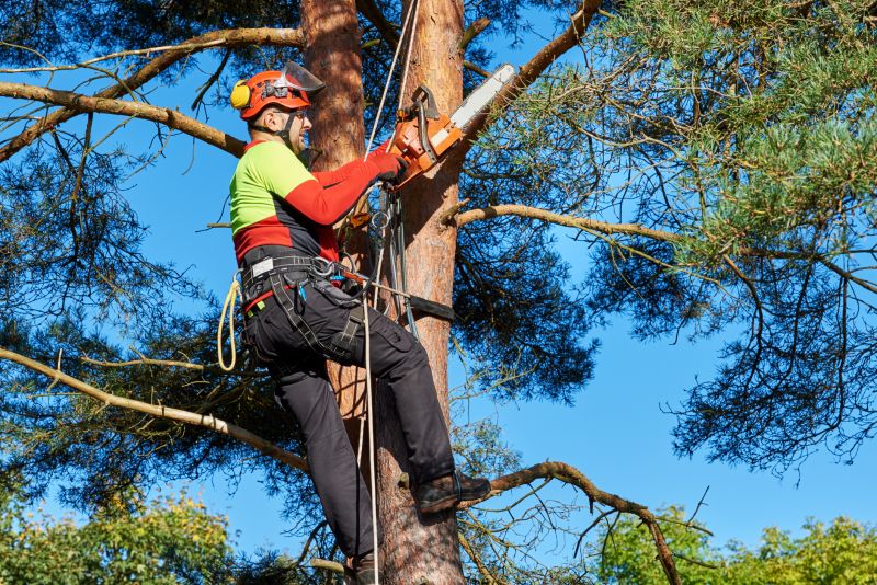 Arborists Certified by Professional Bodies