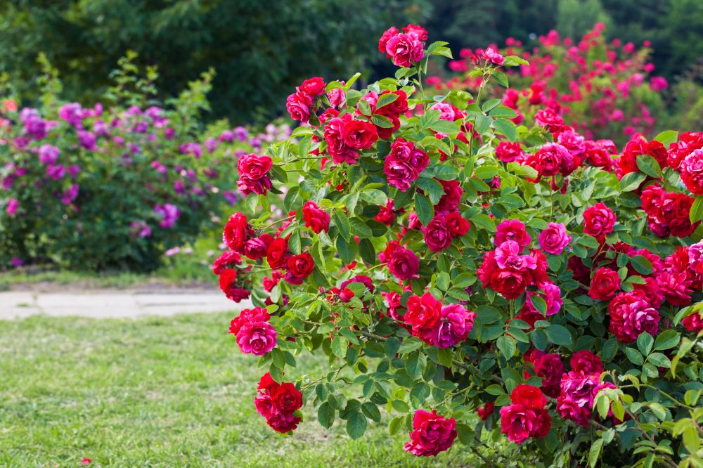 Grow your Crape Myrtle Pruning business